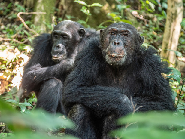 Chimps at Greystroke Mahale at Mahale Mountains National Park