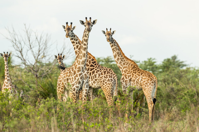 Giraffes at Roho Ya Selous in Nyere National Park