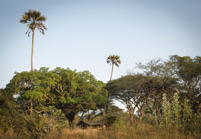 Palm trees over tent at Chada Katavi