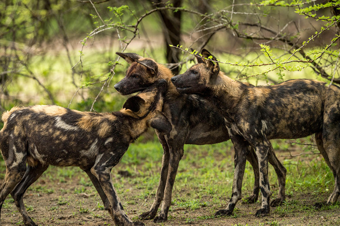 Hyenas at Nyere National Park