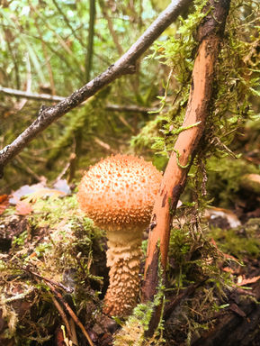Another fun mushroom