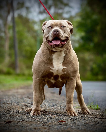 LILAC XL BULLY FEMALE