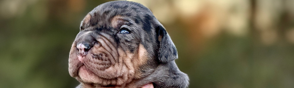 black tri merle puppy at sunset