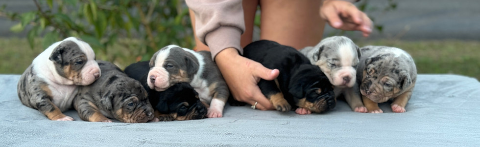 puppies on a table for photoshoot