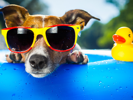 Our Top Tips for Summer Walks: Keeping Your Dog Cool, Safe & Happy