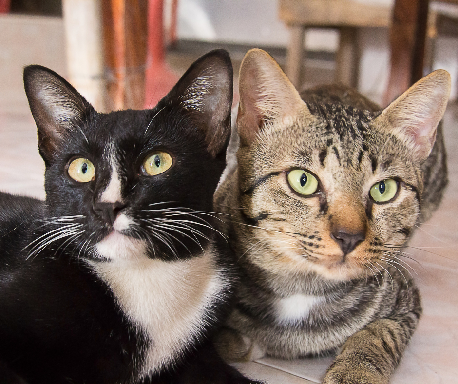 Two cats keep each other occupied.