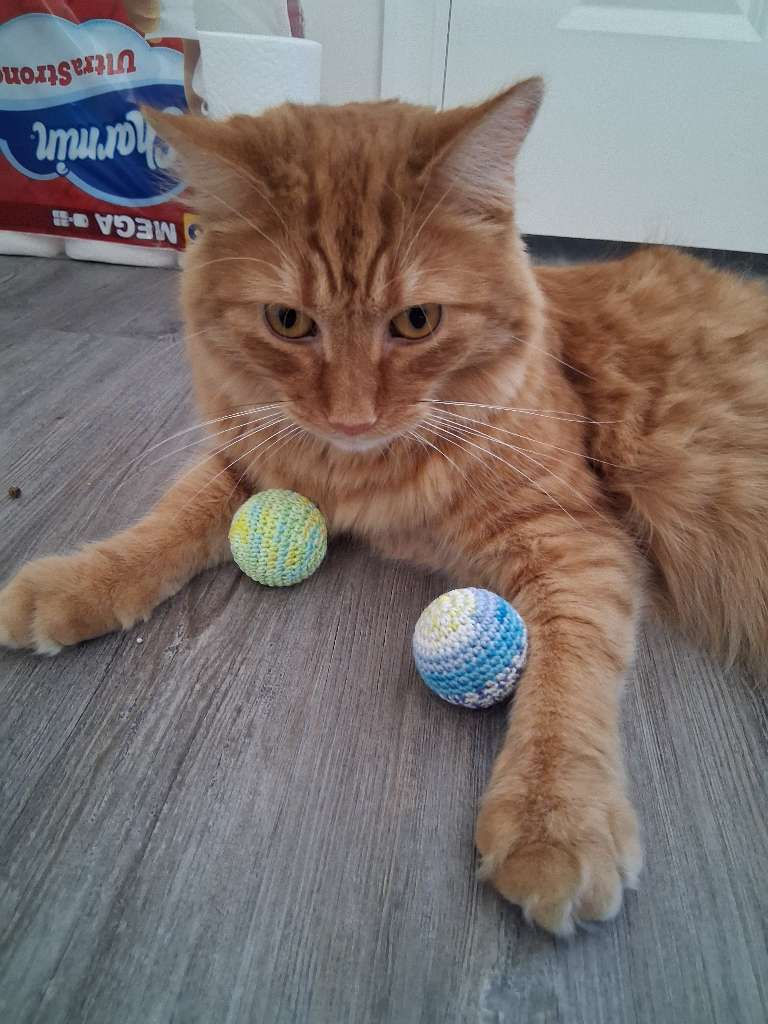 Orange long-haired cat playing with colorful toy balls during a professional cat care visit.