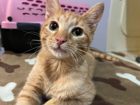 DAPS often has cats and kittens available for adoption!