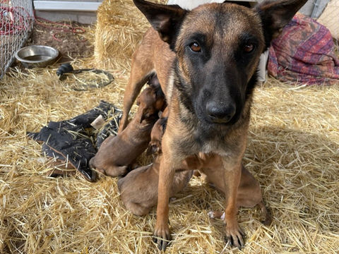Harmony and pups, March 21, 2022