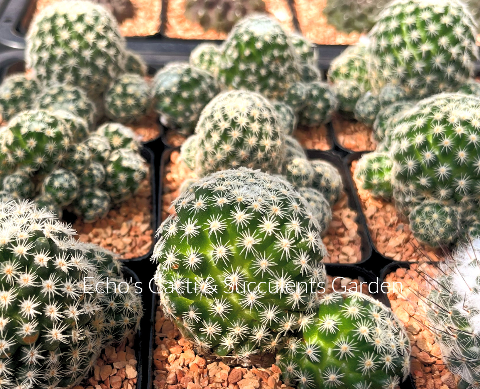 Cactus- Mammillaria schiedeana subsp. giselae | mature clusters (2.75" pot)