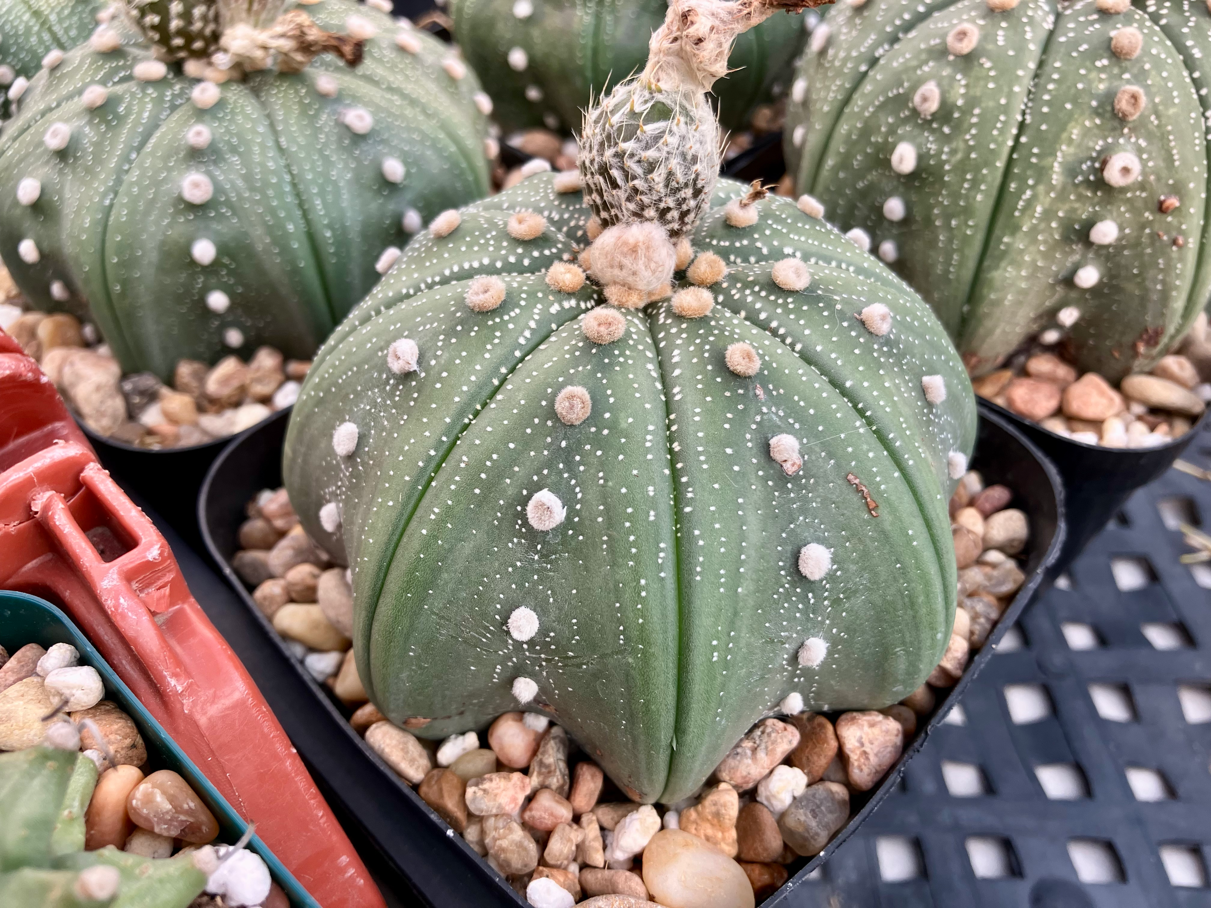 Astrophytum asterias cv. Star (4” pot)