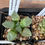 Thumbnail: Haworthia camptoniana cv. Glass 2.75"