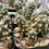 Thumbnail: Tephrocactus molinensis