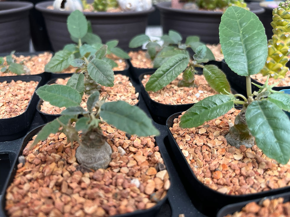 Thumbnail: Succulent- Dorstenia foetida flowering size (2.5" pot)