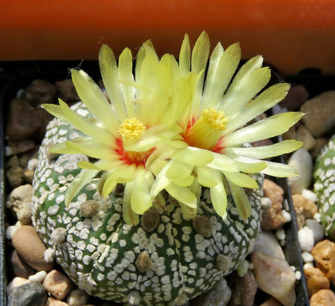 Seed- Astrophytum asterias cv. Super Kabuto 25-50 seeds | Echo's C&S Garden
