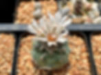 Thumbnail: Cactus- Turbinicarpus klinkerianus (mature seed grown specimen) 2.5” pot