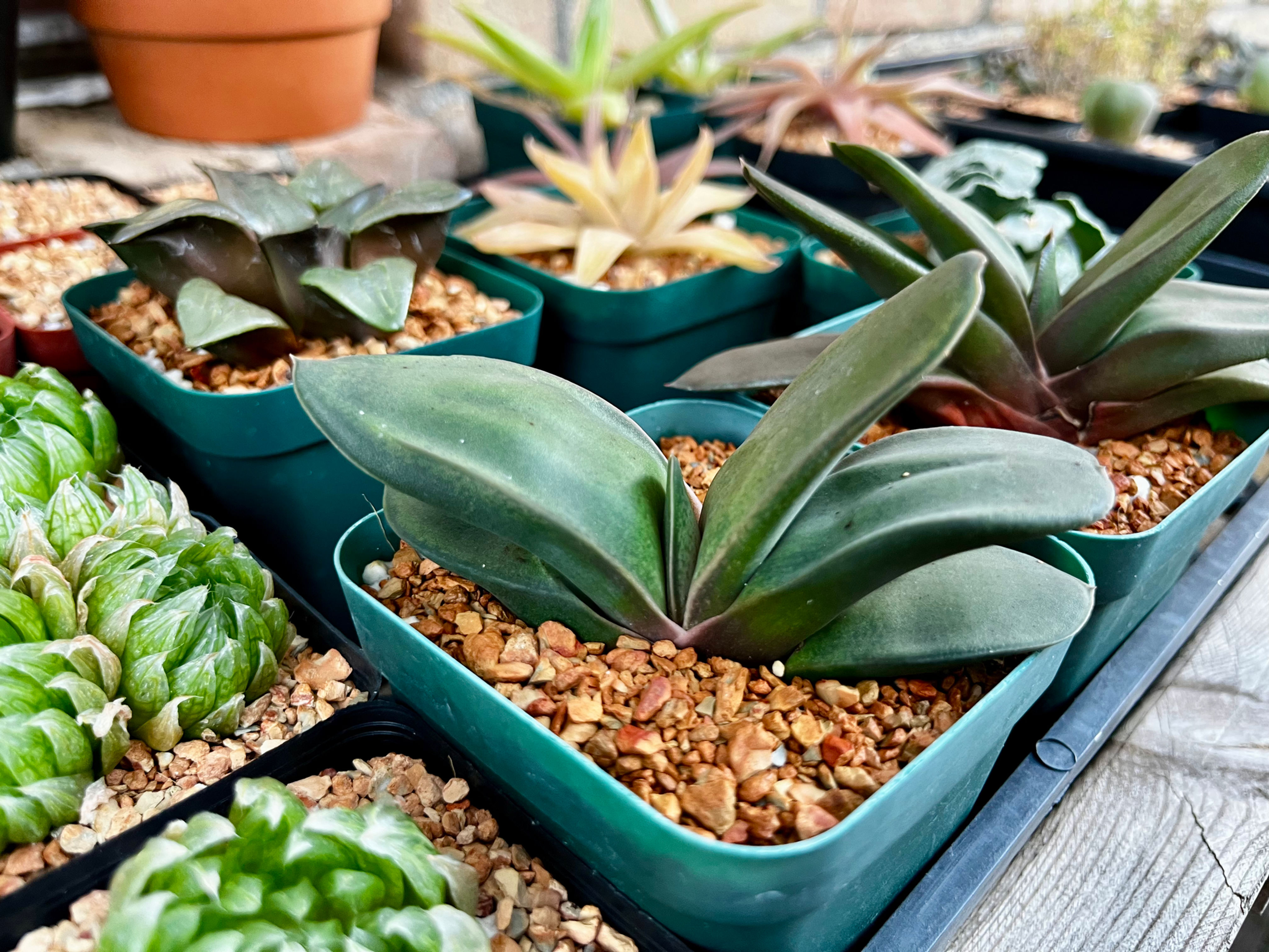 Gasterias armstrongii (long leaf form) 3.5”