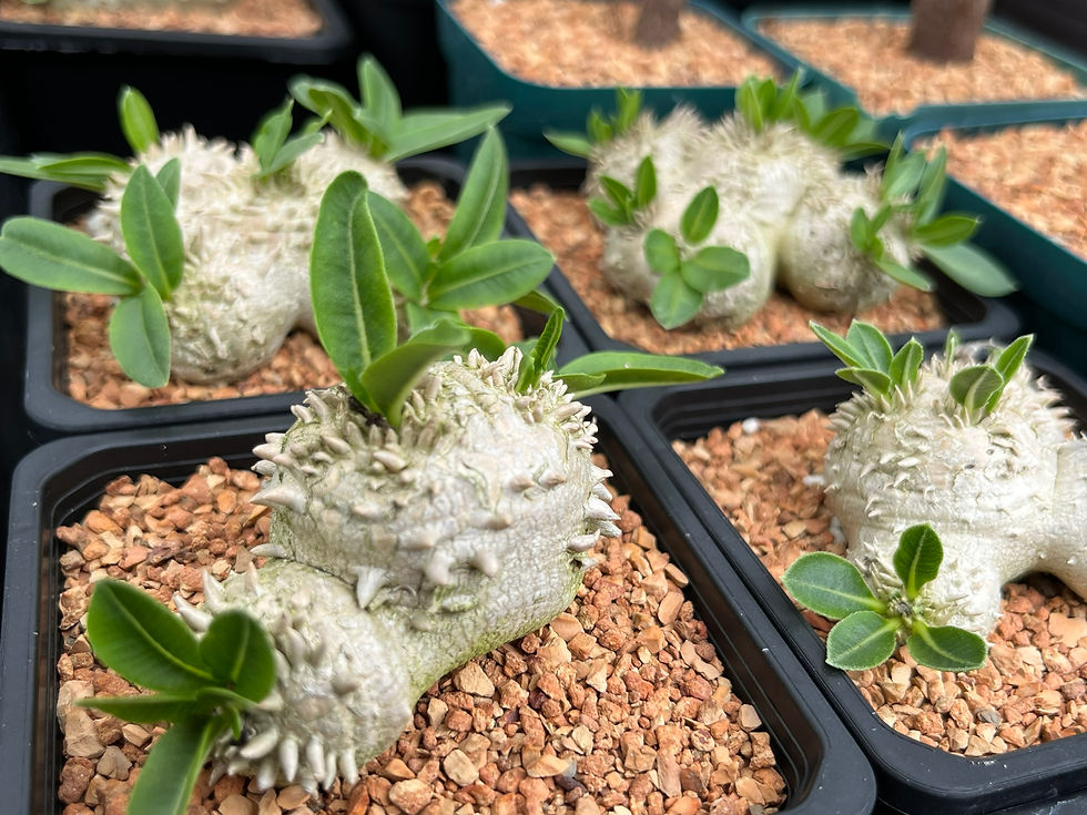 Thumbnail: Succulent- Pachypodium brevicaule 3.5"