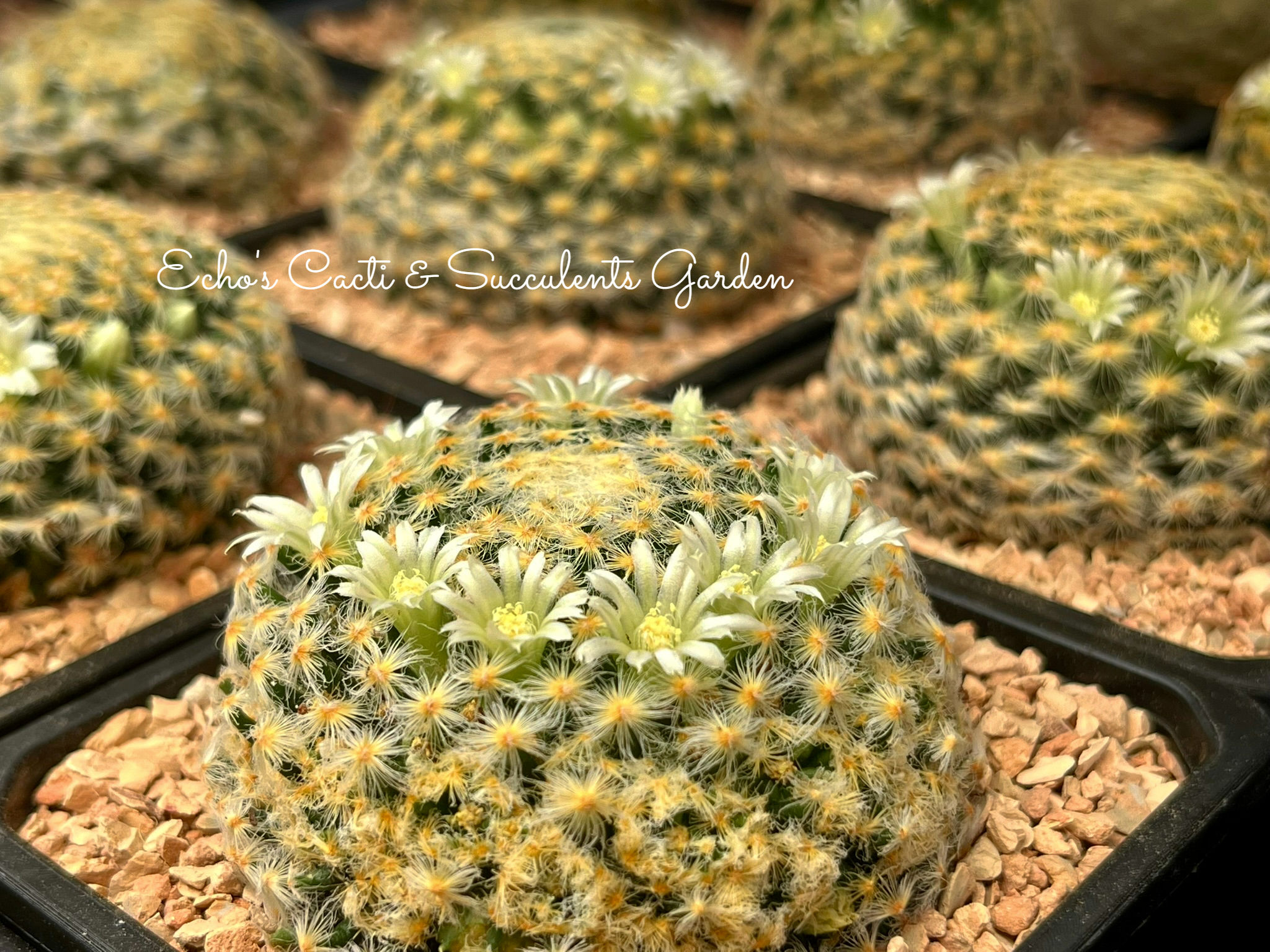 Cactus- Mammillaria schiedeana | mature specimen