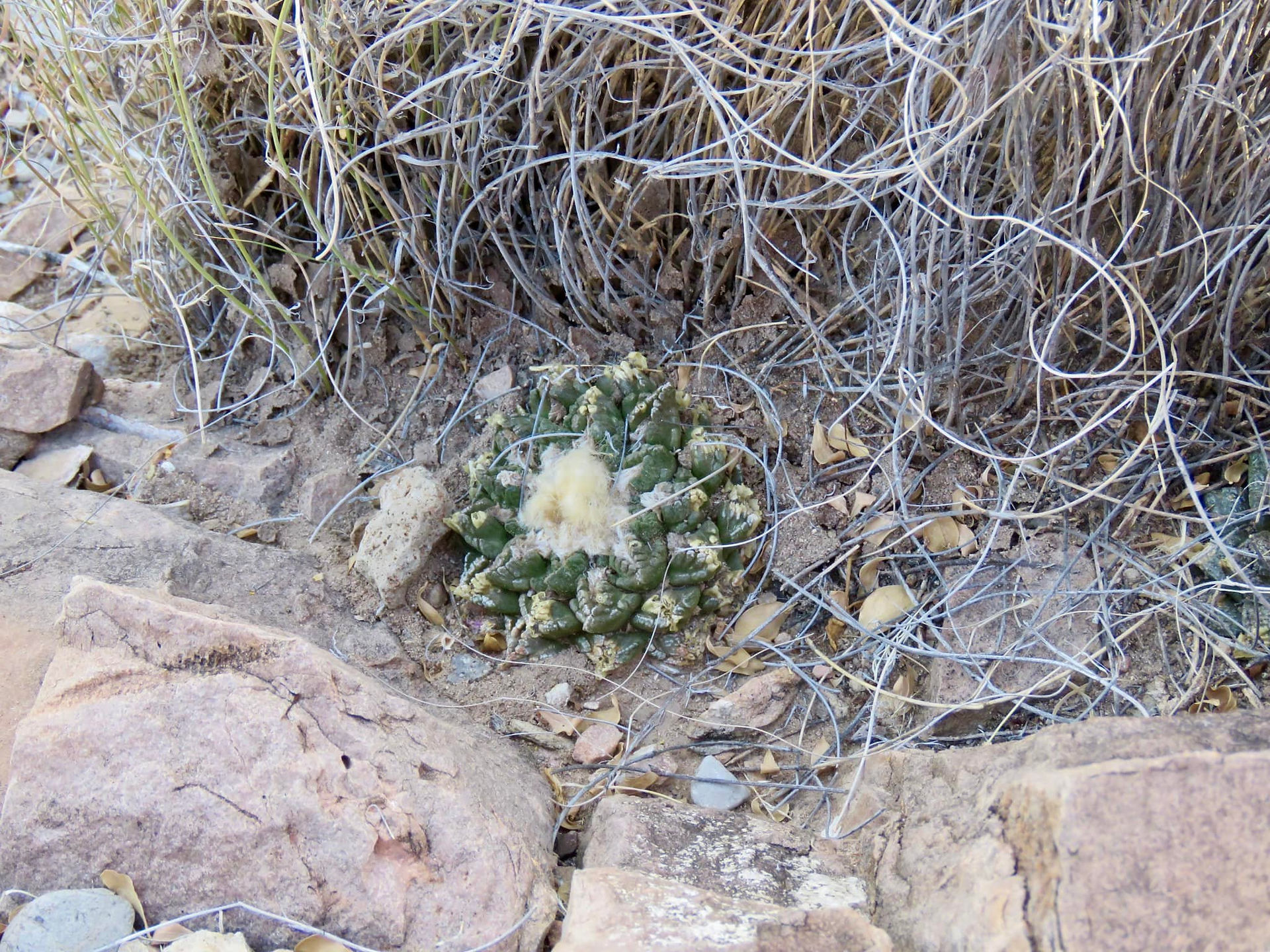 Ariocarpus fissuratus growing at a low spot. Imagine this plant is submerged in water during summer thunderstorm season.