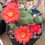 Thumbnail: Seed- Rebutia kranziana 25 or 50 seeds (2025)