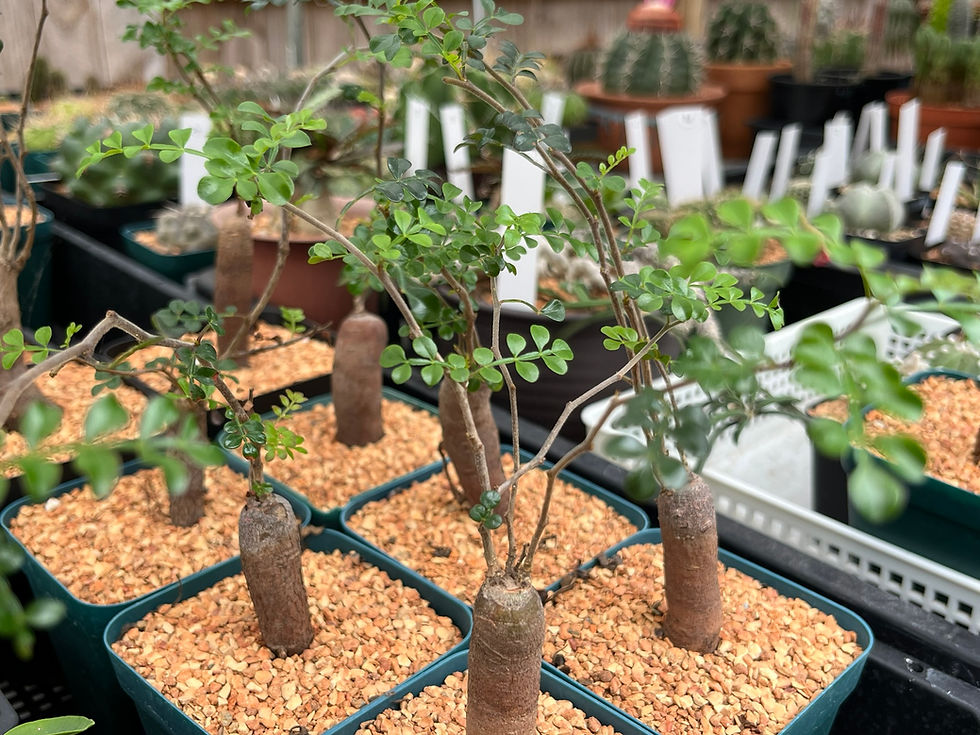 Thumbnail: Succulent-Operculicarya pachypus 3.15" (DOB: 2024)