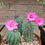 Thumbnail: Seed- Matucana madisoniorium 25-100 seeds pink flower (2025)