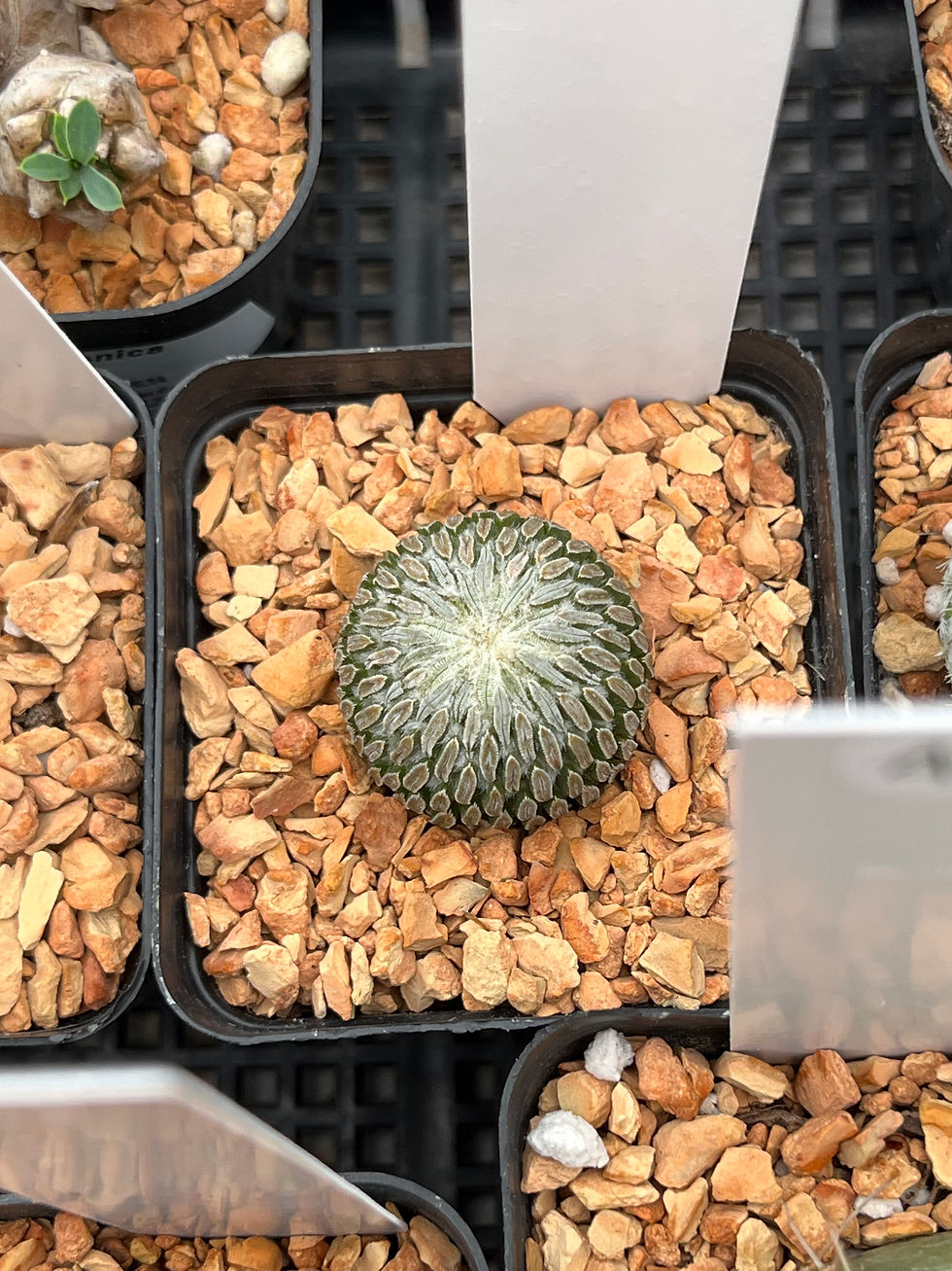 Thumbnail: Pelecyphora aselliformis (wood lice cactus) 2” pot