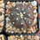 Thumbnail: Astrophytum asterias f. nudum purple skin (2.75” pot)