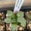 Thumbnail: Haworthia camptoniana cv. Glass 2.75"