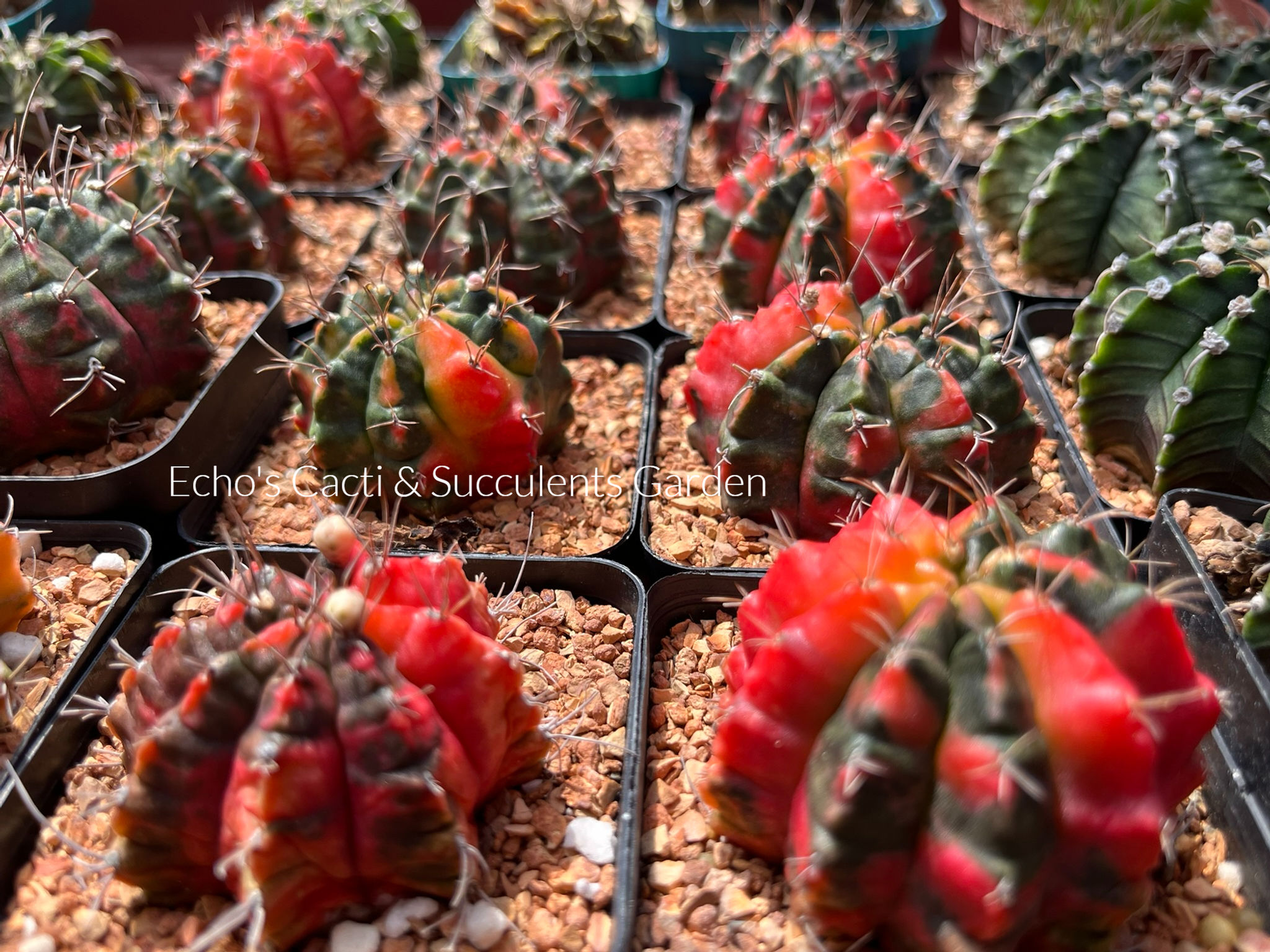 Cactus- Gymnocalycium damsii variegata (2.75” pot)