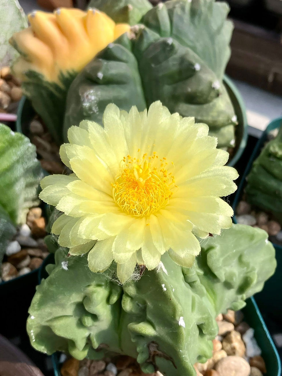 Thumbnail: Seed- Astrophytum myriostigma cv. Fukuryu (type B) 25 seeds (2026)