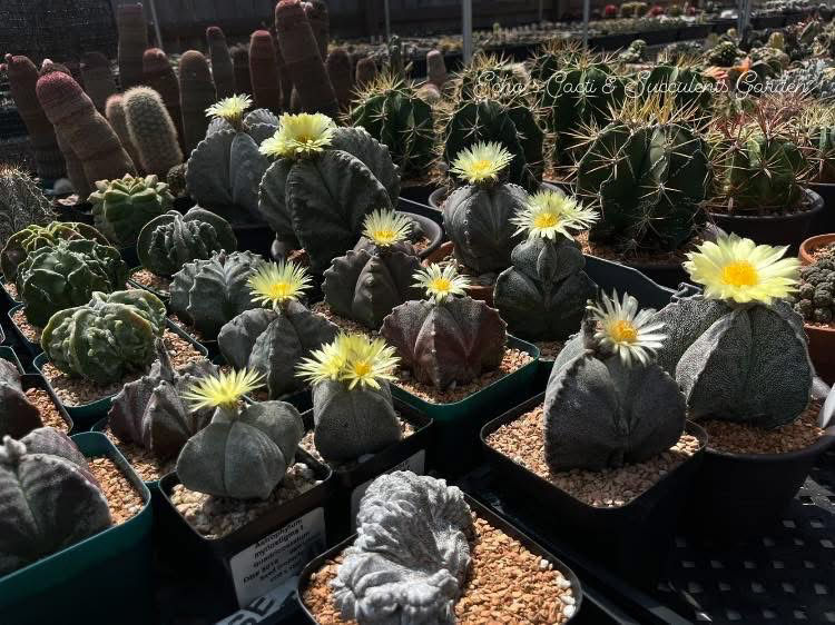 Thumbnail: Seed- Astrophytum myriostigma 25, 50 and 100 seeds (2026)