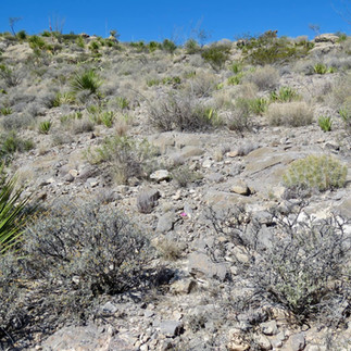 Ariocarpus fissuratus typical landscape view of the habitat