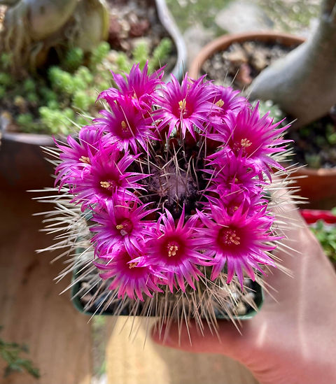Seed- Mammillaria spinosissima cv. Un Pico 25-100 seeds (2025) | Echo's C&S  Garden