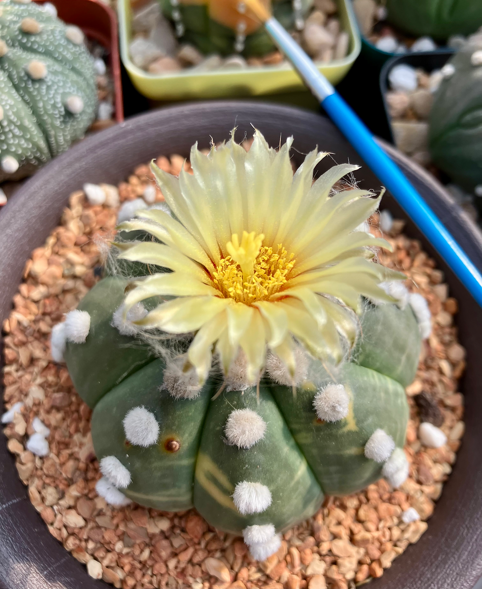 Thumbnail: Seed- Astrophytum asterias hybrids of nice flowers patterns 25+ seeds
