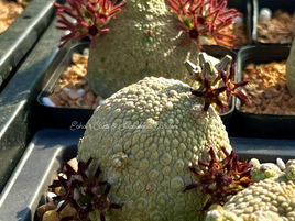 Pseudolithos (False stone genus)- at A Glance: origin/history, habitat and care.