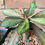 Thumbnail: Euphorbia francoisii; seed grown (2.5- 3.5” pot)