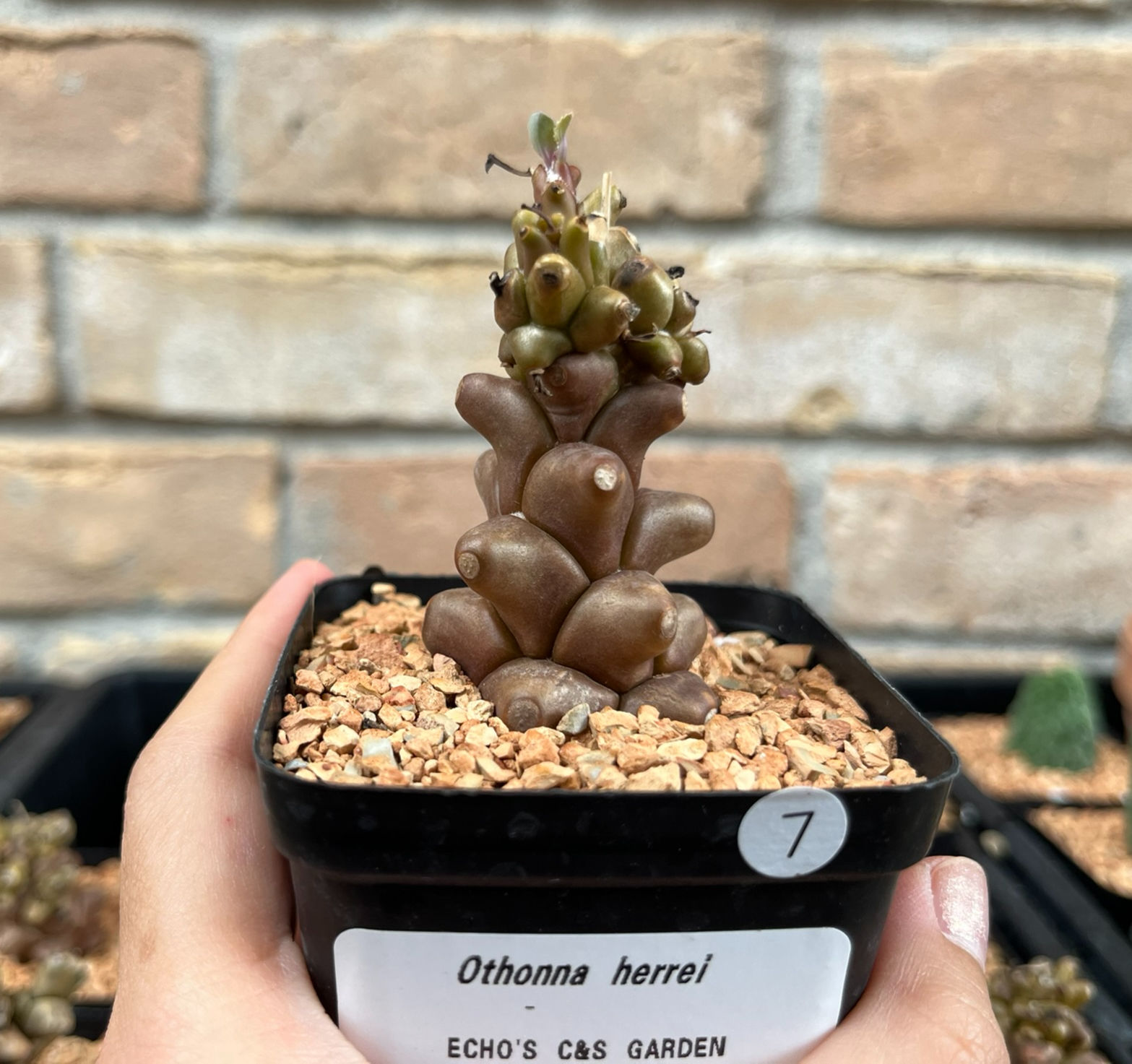 Succulent- Othonna herrei 2.75"