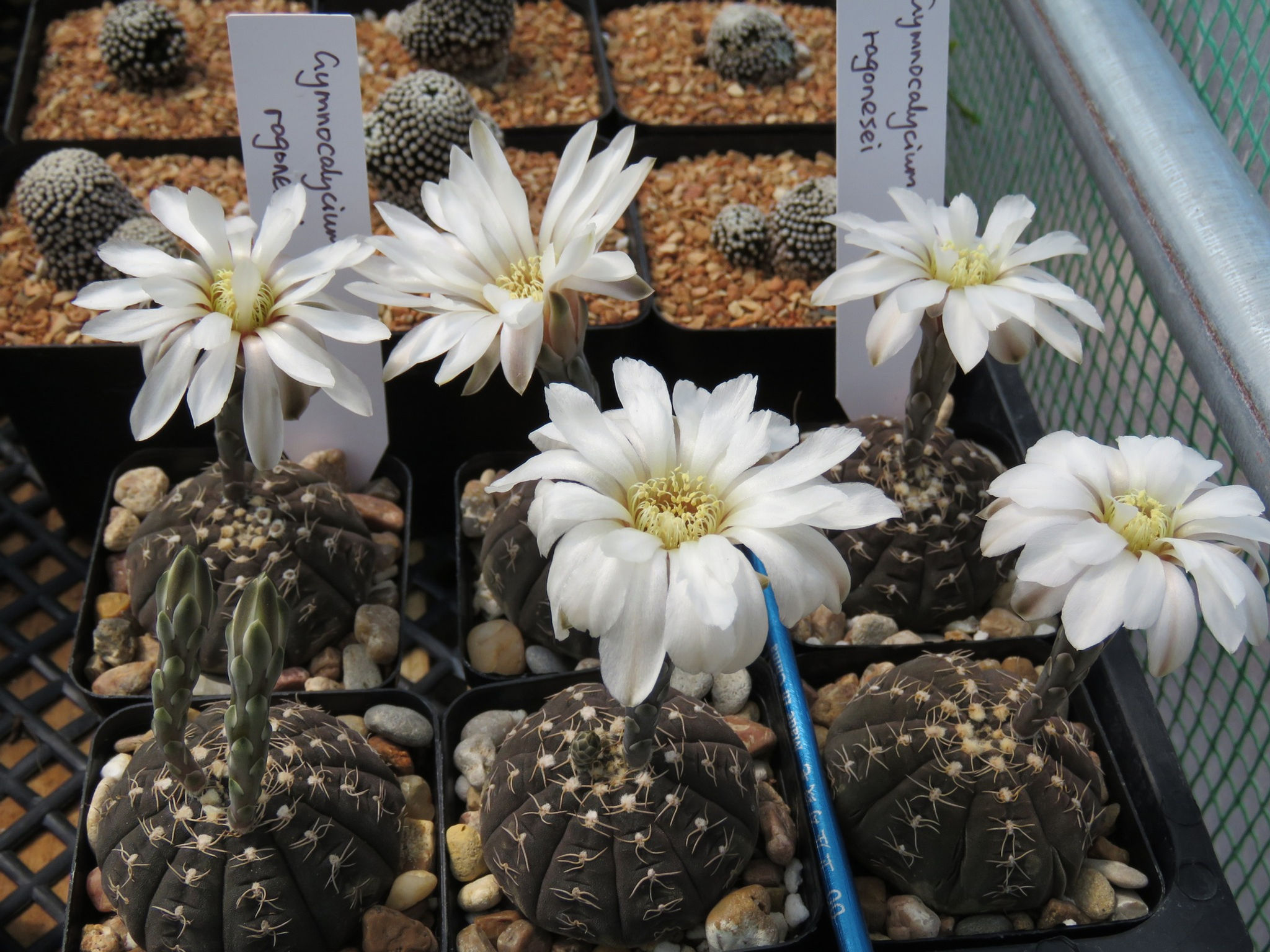 Seed- Gymnocalycium ragoneisi 25 seeds (2025 new harvest)