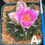 Thumbnail: Ariocarpus fissuratus (own roots 3.5” pot)