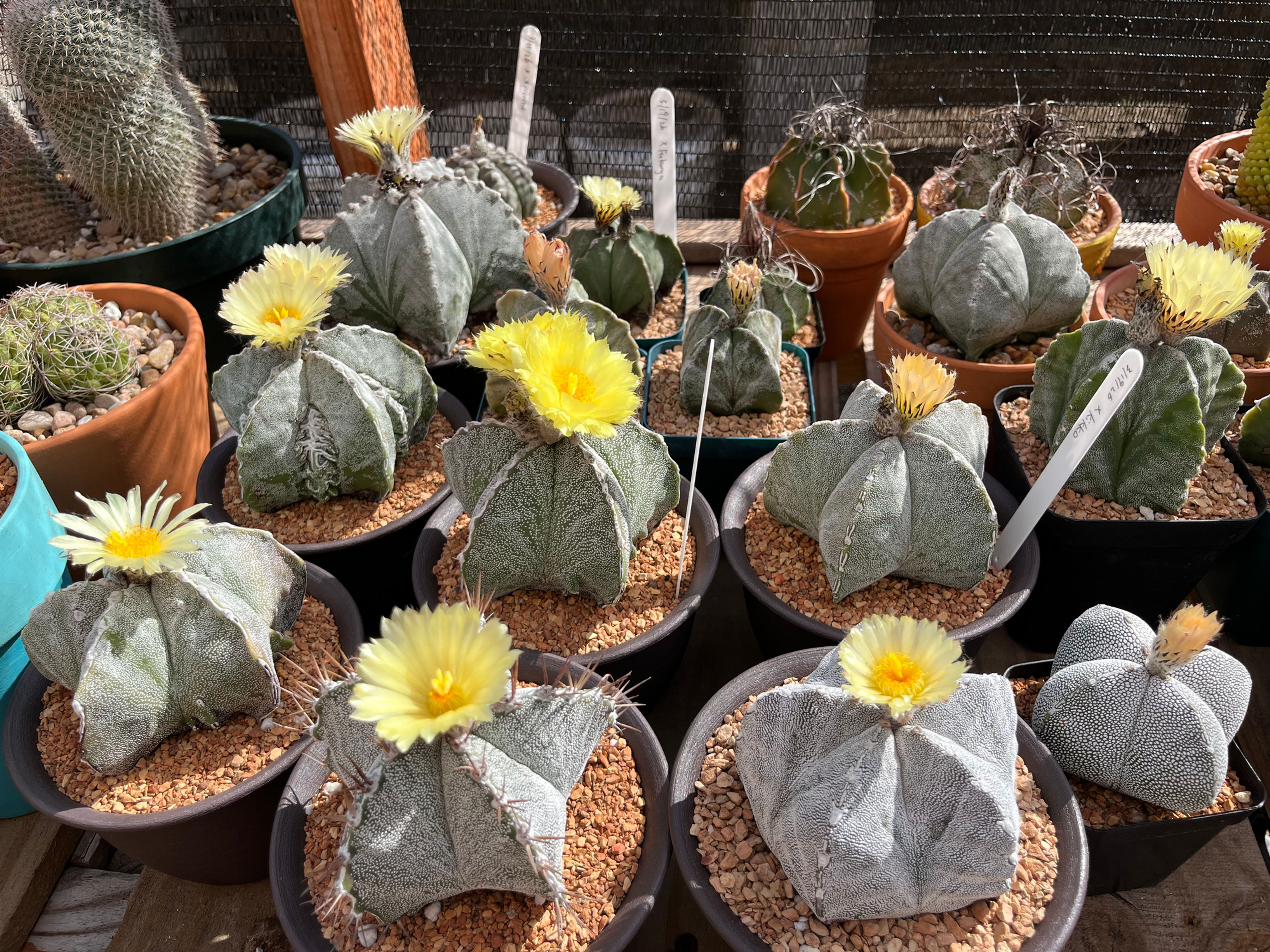Seed- Astrophytum myriostigma (box of chocolate hybr) 25+ seeds (2026)