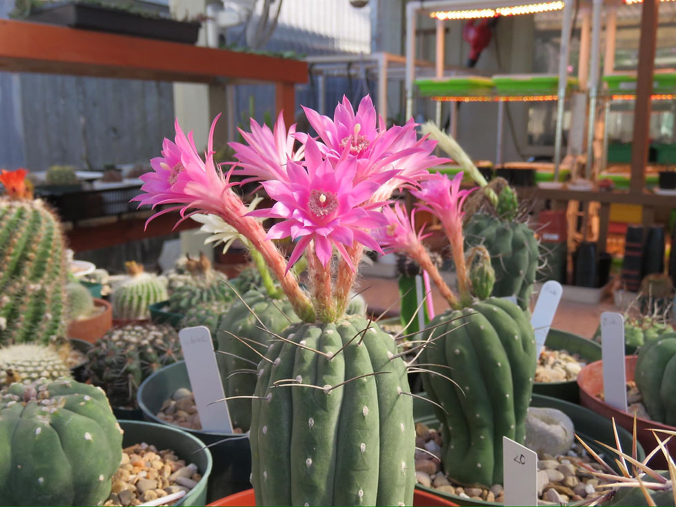 Thumbnail: Seed- Matucana madisoniorium 25-100 seeds pink flower (2025)