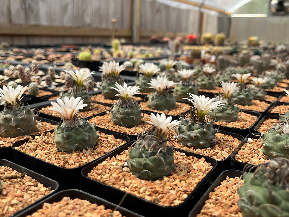 Thumbnail: Turbinicarpus klinkerianus (mature seed grown specimen) 2.5” pot