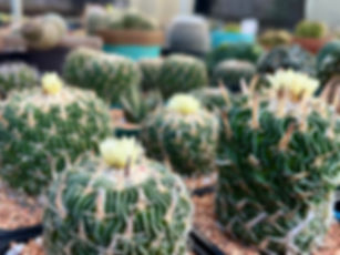 Cactus- Stenocactus phyllacanthus tricuspidatus (white fl. 3.5")
