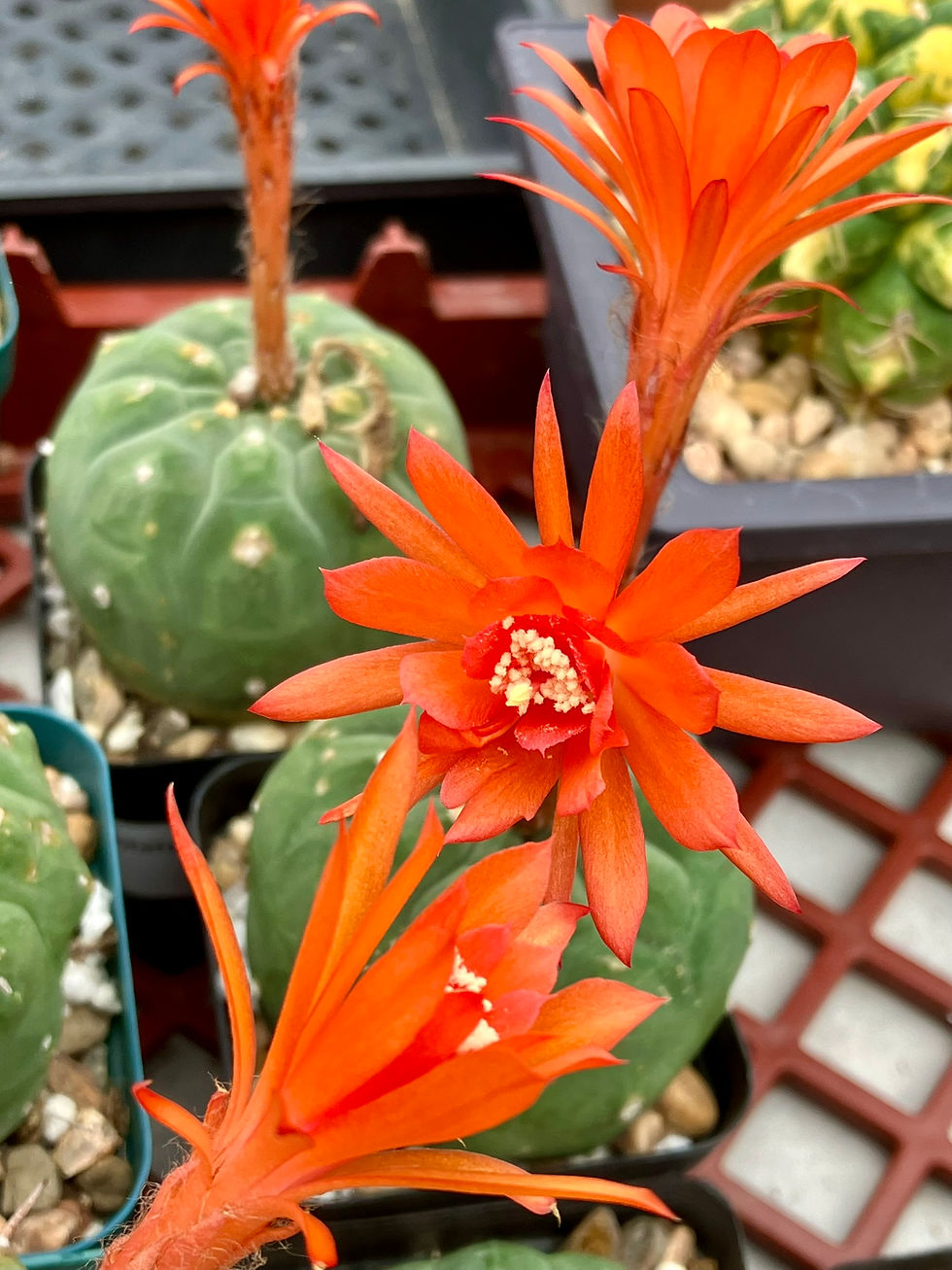 Thumbnail: Seed- Matucana madisoniorium 25-100 seeds Red flower (2025)