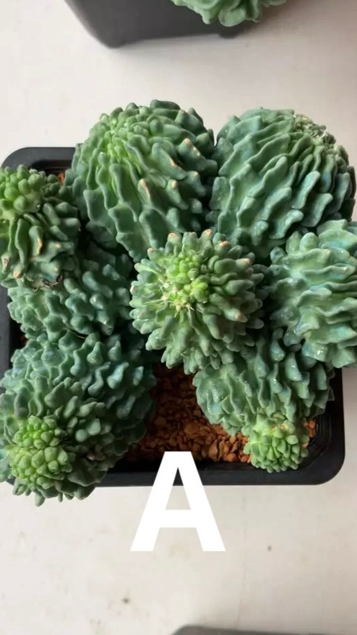 Thumbnail: Cactus- Stenocactus multicostatus inermis monstruosa (4” large plants)| A or B