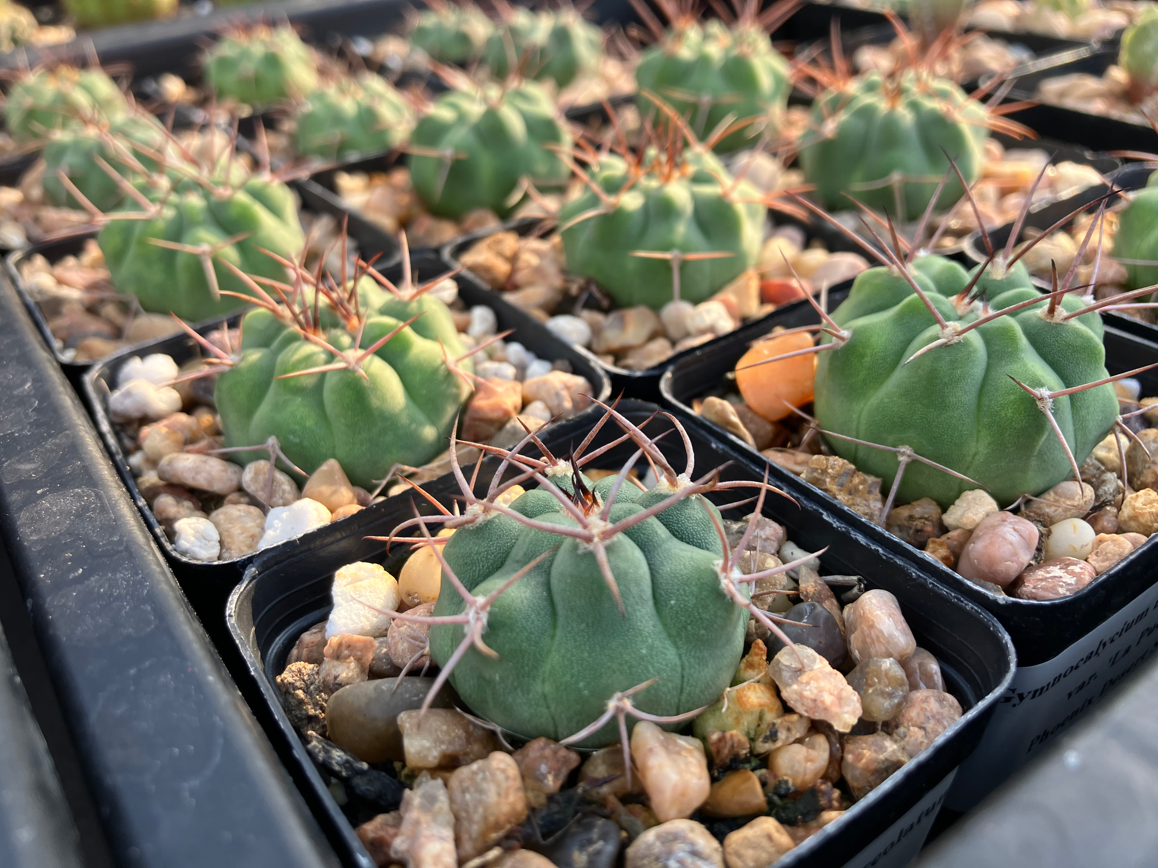 Gymnocalycium nigriareolatum (2” pot; seedlings)