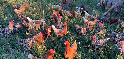 Pasture raised eggs, pasture raised chickens, pasture raised poultry