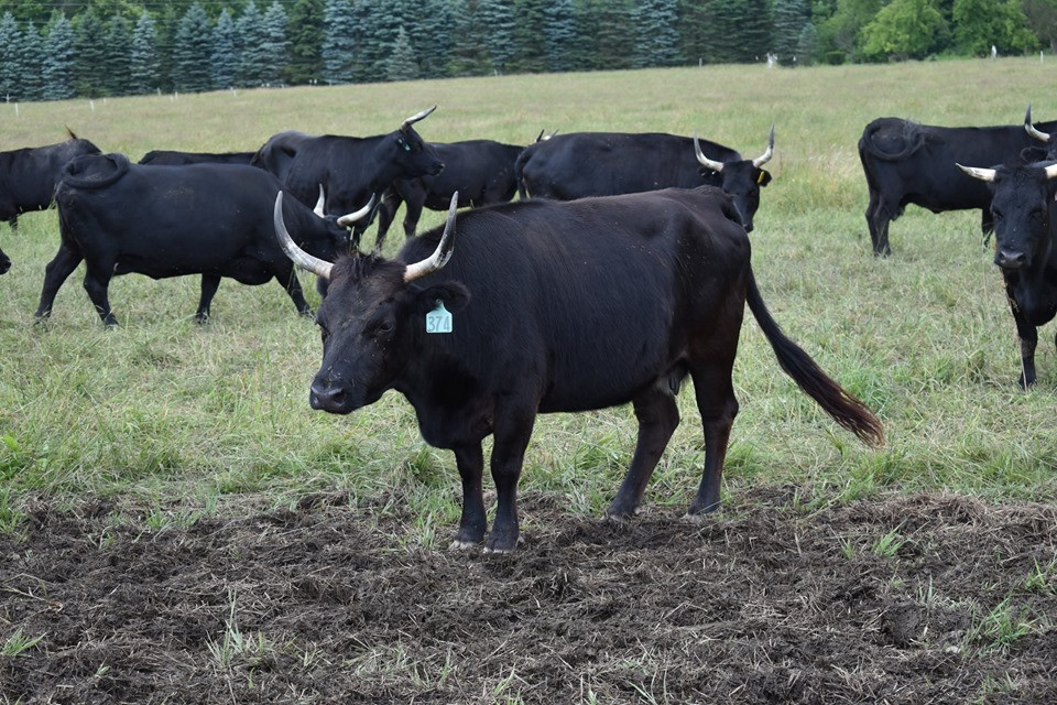 Dexter Cattle Grass Fed Grass Finished Beef Deer Run Acres Edinboro, PA